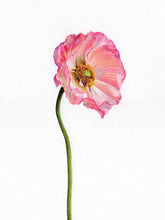 Load image into Gallery viewer, Watercolor Prints by Annie Brown