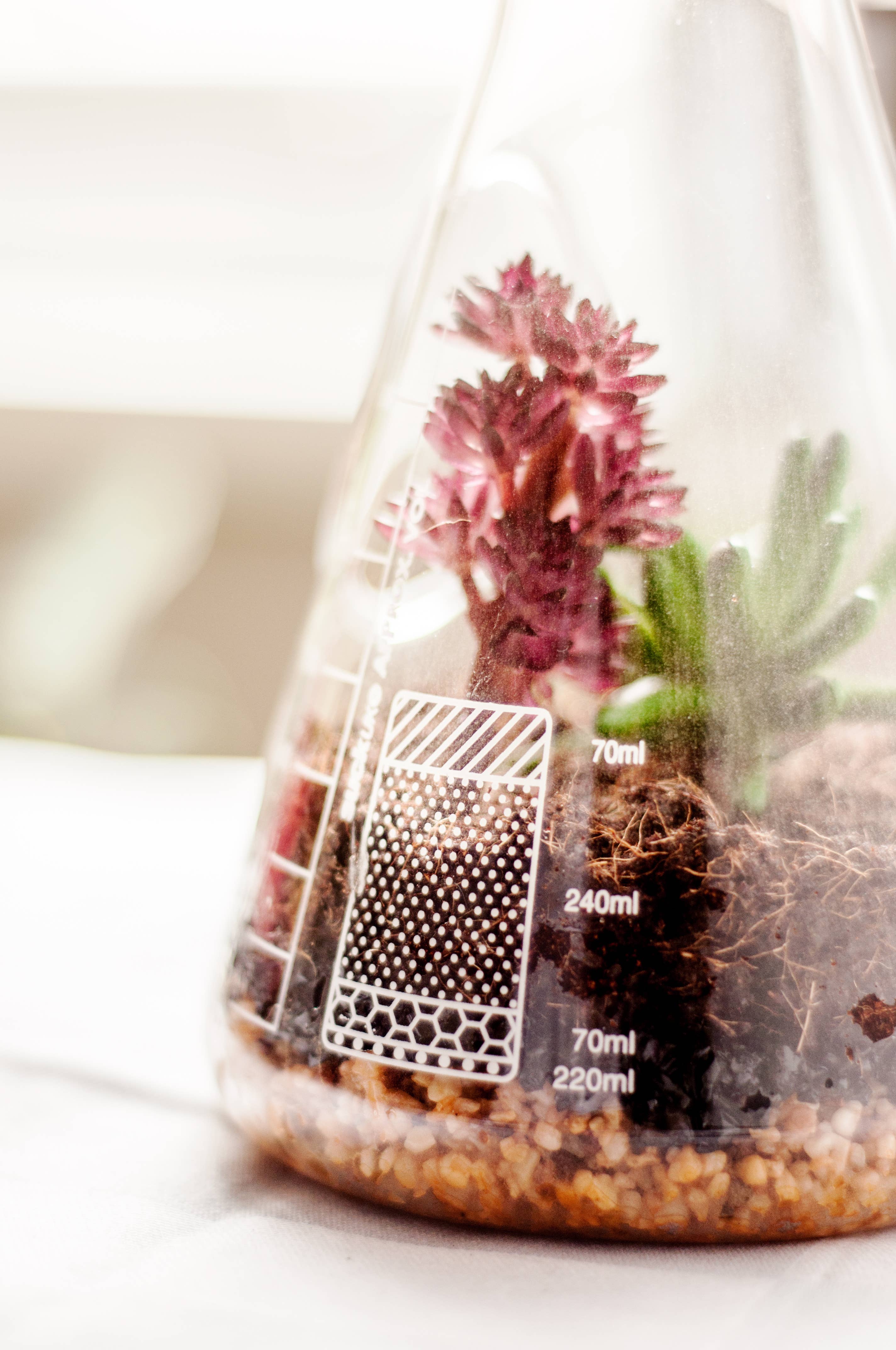 Chemistry Flask Build Your Own Terrarium Kit