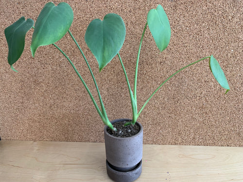 Mini Monstera in Concrete Planter