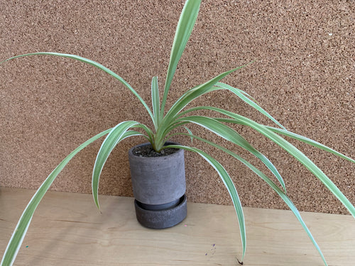 Mini Fern in Concrete Planter