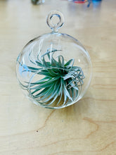 Load image into Gallery viewer, Glass Sphere Terrariums