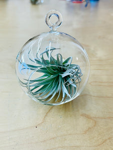 Glass Sphere Terrariums