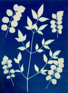 AUG 27th IN-PERSON - Sun Printing (Cyanotype) with Thunder Textile