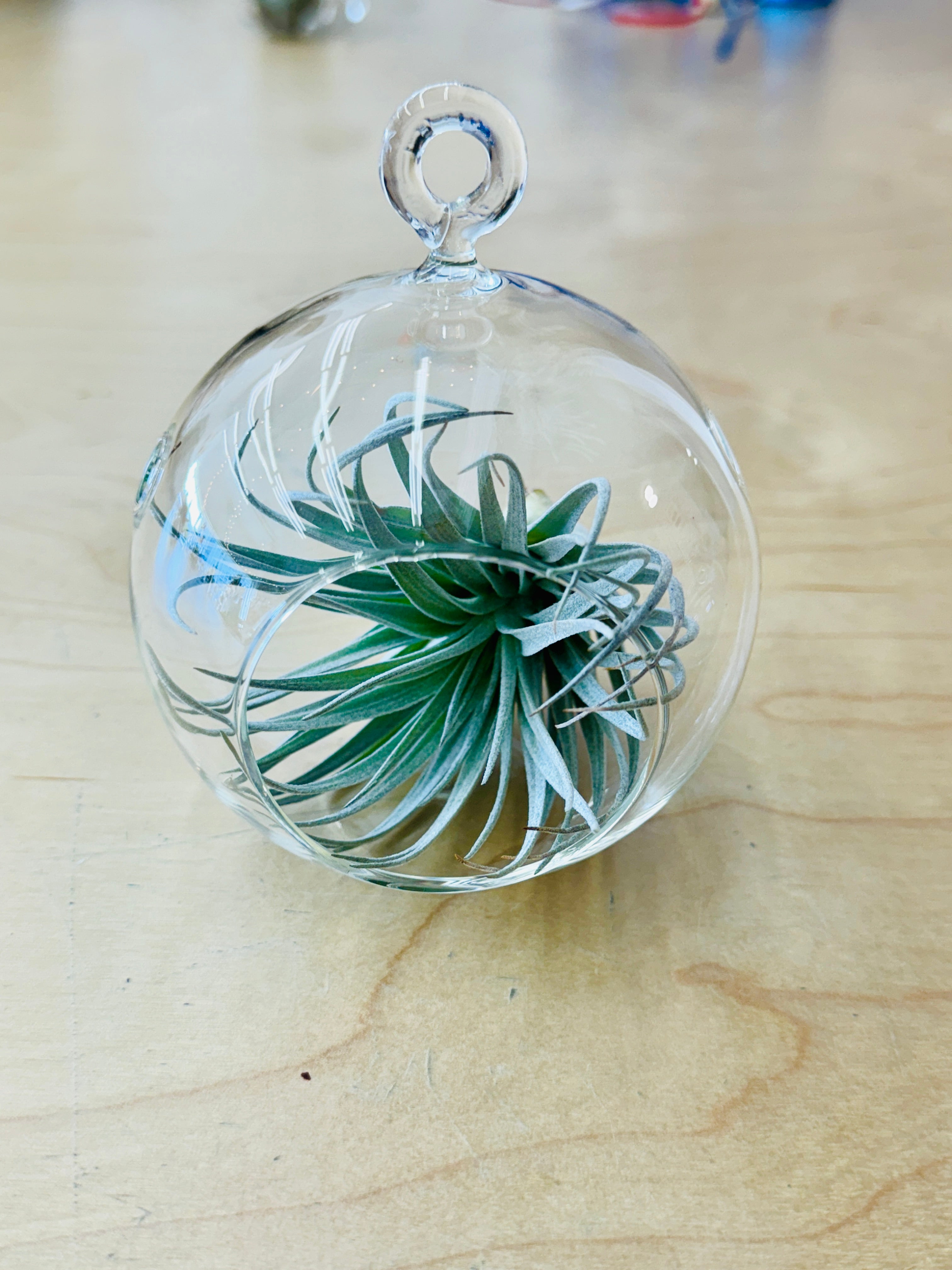 Glass Sphere Terrariums - These Hands Makers Collective