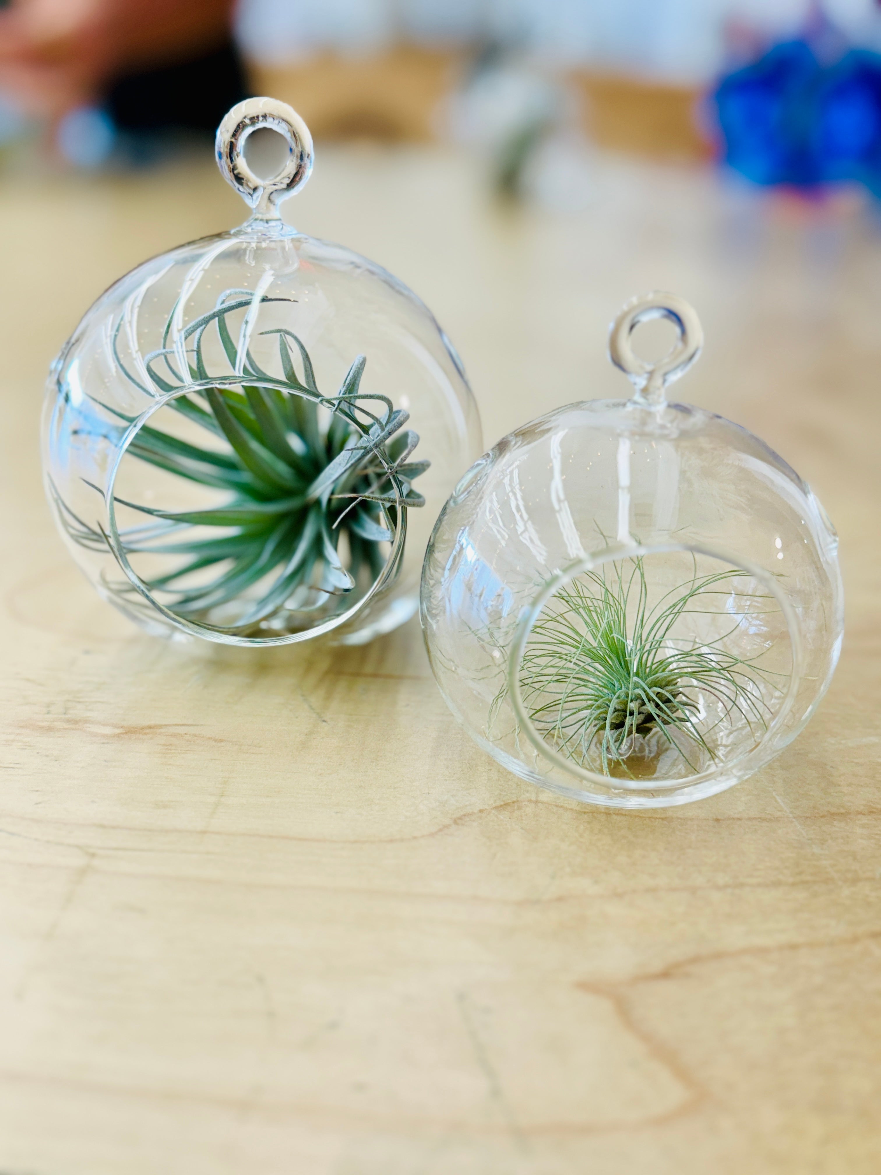 Glass Sphere Terrariums - These Hands Makers Collective