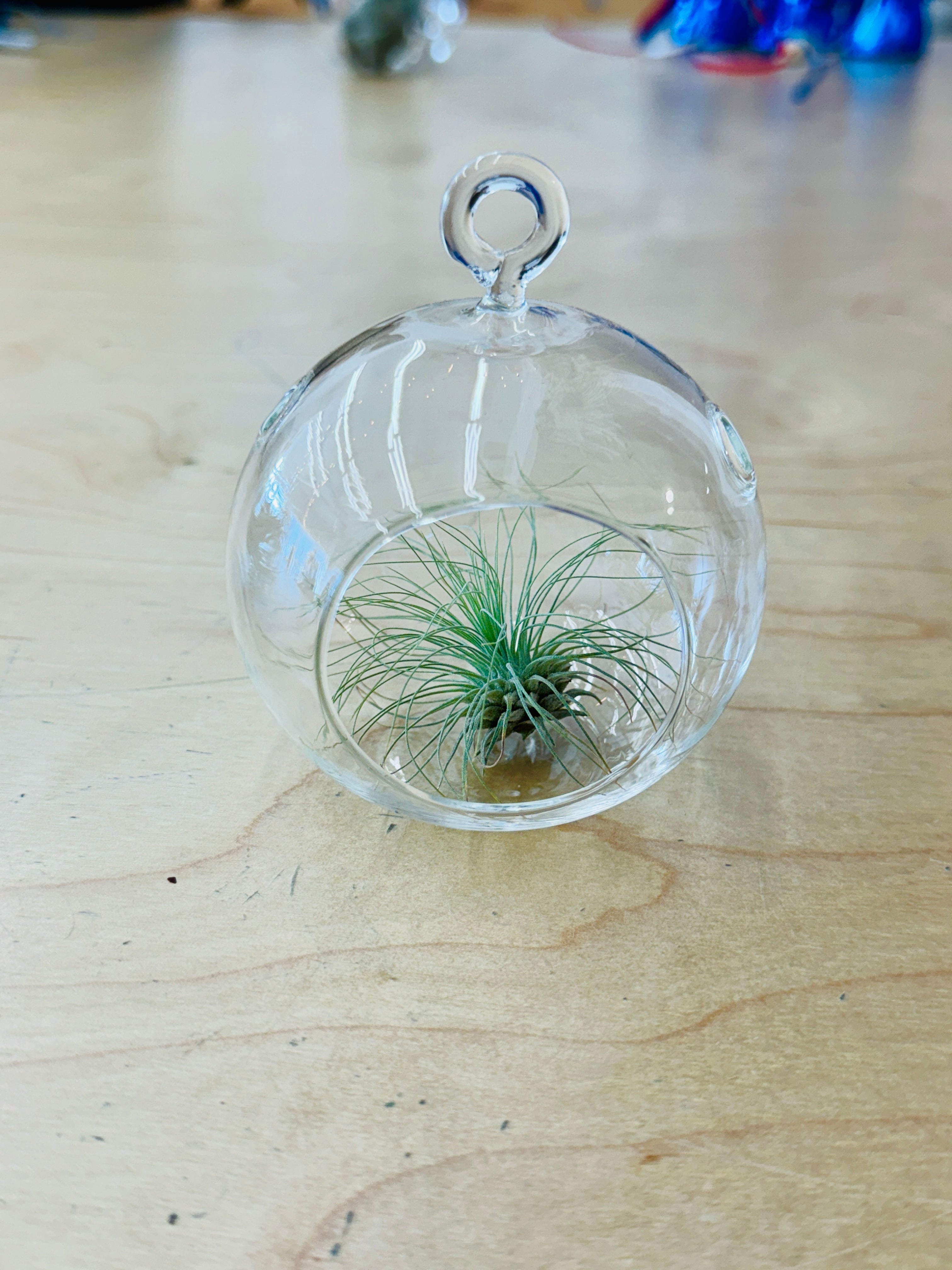 Glass Sphere Terrariums - These Hands Makers Collective