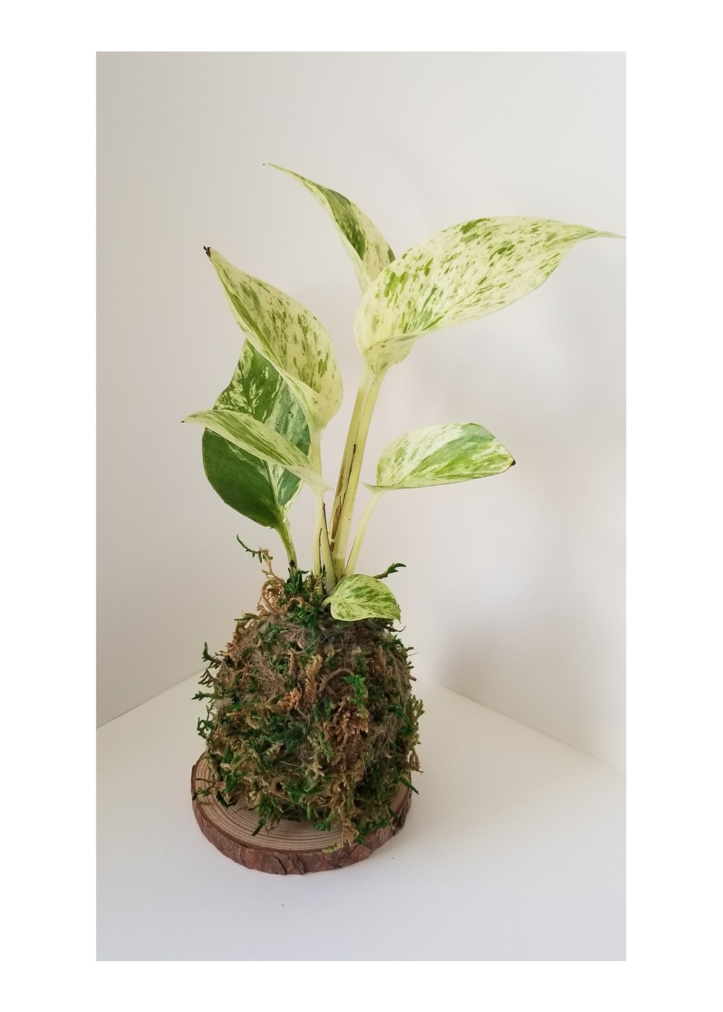 SEPT 25th - The Art of Kokedama