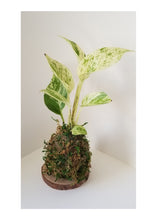 Load image into Gallery viewer, SEPT 25th - The Art of Kokedama