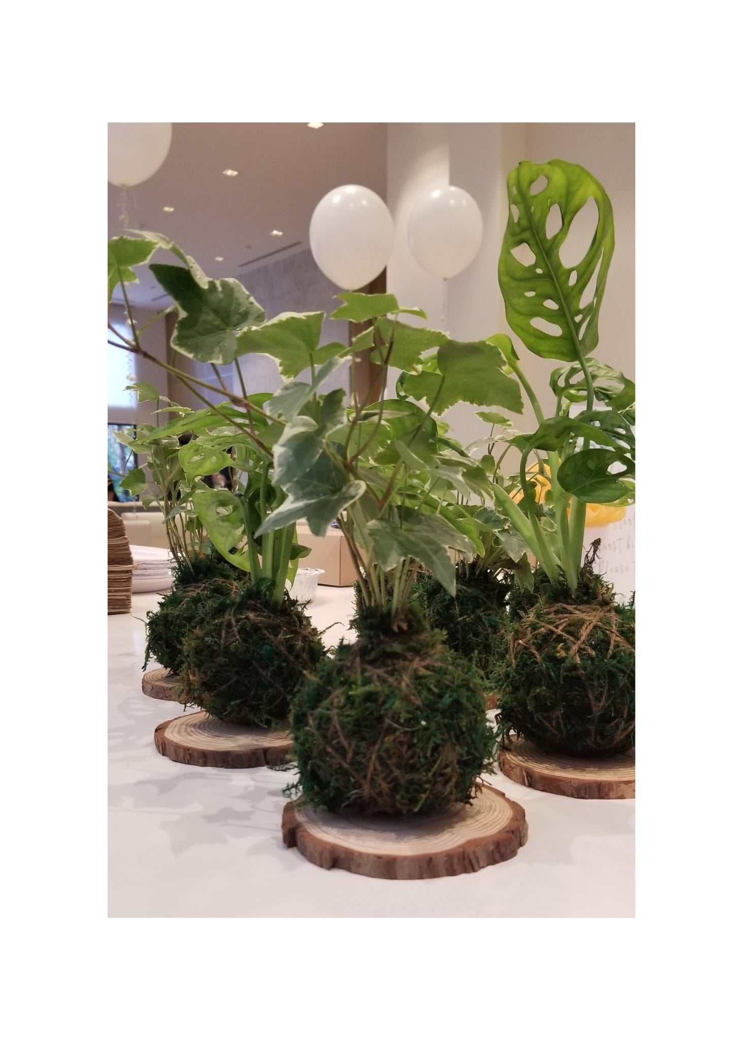 SEPT 25th - The Art of Kokedama