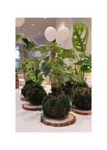 Load image into Gallery viewer, SEPT 25th - The Art of Kokedama