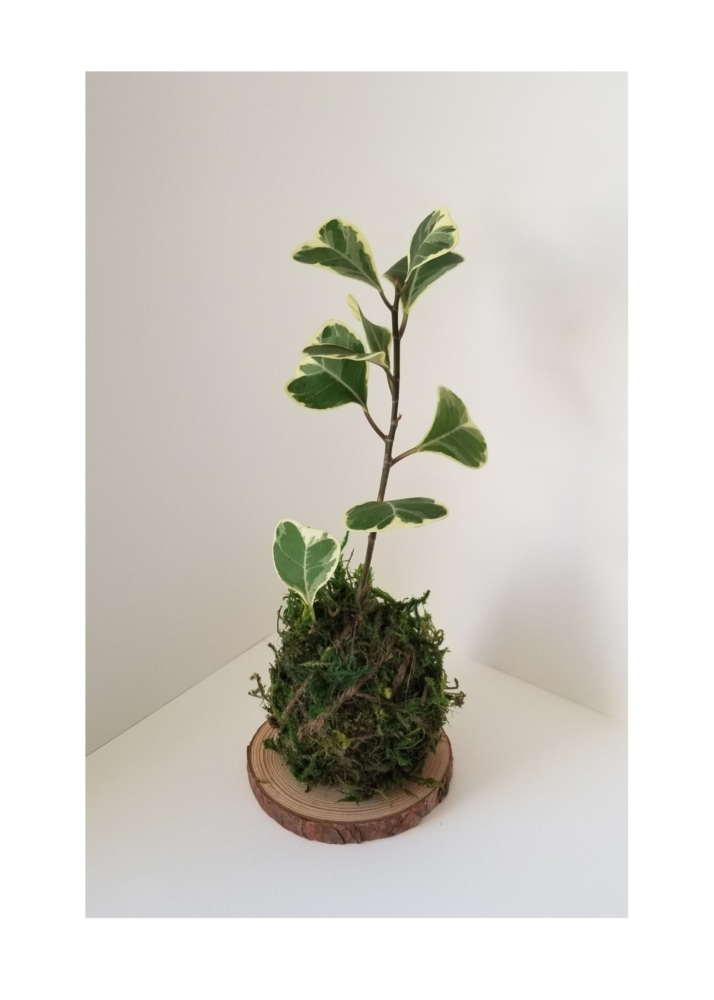 SEPT 25th - The Art of Kokedama