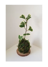 Load image into Gallery viewer, SEPT 25th - The Art of Kokedama
