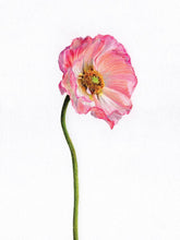 Load image into Gallery viewer, Watercolor Prints by Annie Brown - These Hands Makers Collective