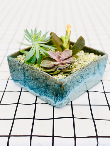 SEPT 9th IN-PERSON - Succulent Arranging with Denise Ambrosi