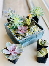 Load image into Gallery viewer, SEPT 9th IN-PERSON - Succulent Arranging with Denise Ambrosi
