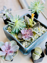 Load image into Gallery viewer, SEPT 9th IN-PERSON - Succulent Arranging with Denise Ambrosi