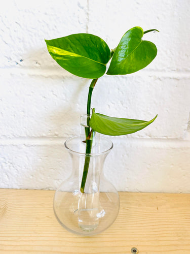 Propagation vials